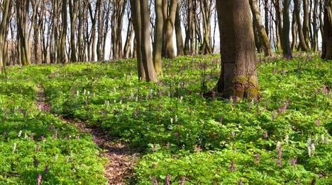 Велопохід дерев’яними церквами Львівщини